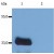 Western Blotting analysis (reducing conditions) of human LIME using anti-human LIME (LIME-10). Lane 1: J77 cell line transfected with LIME. Lane 2: non-transfected J77 cell line (cells are essentialy devoid of endogenous LIME expression).