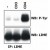 Induction of LIME tyrosine phosphorylation. Peripheral blood T cells were left unstimulated (-) or stimulated with anti-human CD3 (MEM-92; SM3152P)  or anti-human CD4 (MEM-16; AM03098PU-N), and LIME was immunoprecipitated from laurylmaltoside lysates with the LIME-06 antibody (immunoaffinity sorbent) and analyzed by Western blotting to visualize tyrosine-phosphorylated LIME (top) and total LIME (bottom).