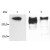 Western Blotting analysis (reducing conditions) of microtubules partially purified from porcine brain lysate. Lane 1: immunostaining with anti-MAP2ab (MT-01). Lane 2: immunostaining with anti-MAP2ab (MT-07; SM3159P). Lane 3: immunostaining with anti-MAP2ab (MT-08; SM3160P).