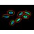 Figure 1. Immunofluorescence staining of chicken postnatal erythrocytes. Tubulin (red) was stained with anti-alpha-tubulin (TU-01; BM753S), vimentin (green) with anti-Vimentin (VI-10). Nuclei are stained with DAPI (blue).