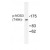 Western blot (WB) analysis of NOS3 (pThr494) antibody (Cat.-No.: AP01888PU-N) in extracts from HepG2 cells.