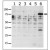Western blot analysis of anti-PAK6 Pab in lysates from transiently transfected COS7 cells. Lane 1: negative control, Lane 2: PAK1-expressing cells, Lane 3: PAK2-expressing cells, Lane 4: PAK4-expressing cells, Lane 5: PAK5-expressing cells, and Lane 6: PAK6-expressing cells. PAK6 (arrow) was detected using purified Pab.