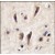 Formalin-fixed and paraffin-embedded human brain tissue reacted with TIE antibody (N-term), which was peroxidase-conjugated to the secondary antibody, followed by DAB staining.