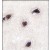 Formalin-fixed and paraffin-embedded human brain tissue reacted with CABP1 antibody (C-term), which was peroxidase-conjugated to the secondary antibody, followed by DAB staining.