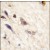 Formalin-fixed and paraffin-embedded human brain tissue reacted with EphA5 antibody (N-term), which was peroxidase-conjugated to the secondary antibody, followed by DAB staining.