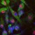Tau-stable SY5Y cell image stained for endogenous LRRK (green) by AP13698PU-N (affinity purified), phosphorylated tau (red, monoclonal AT8) and nuclear staining by DAPI.