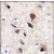 Formalin-fixed and paraffin-embedded human brain tissue reacted with PKC gamma antibody (C-term), which was peroxidase-conjugated to the secondary antibody, followed by DAB staining.