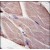Formalin-fixed and paraffin-embedded human skeletal muscle tissue reacted with PDK4, which was peroxidase-conjugated to the secondary antibody, followed by DAB staining.