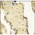 Formalin-fixed and paraffin-embedded placenta tissue reacted with SPPL2a Antibody (N-term), which was peroxidase-conjugated to the secondary antibody, followed by DAB staining.