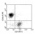 Immunofluorescent Staining: Peripheral blood mononuclear cells were isolated from heparinized Pig blood on Ficoll-Paque density gradients and incubated with Mouse anti-Pig CD1 antibody-FITC ((AM08103FC-N) and Mouse anti-Pig CD3e antibody-PE (AM08104RP-N). The cells were then stained with Streptavidin-FITC Lymphocytes were gated and analyzed on a FACScan(TM) flow cytometer (BDB, San Jose, CA). Amount Used: 1 µg/10e6 cells.