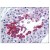Testis: Formalin-Fixed Paraffin-Embedded (FFPE)