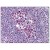 Spleen: Formalin-Fixed Paraffin-Embedded (FFPE)
