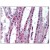 Kidney: Formalin-Fixed Paraffin-Embedded (FFPE)