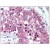 Formalin-Fixed Paraffin-Embedded Human Testis stained with IL20RA antibody Cat.-No AP08451PU-N  at 10 µg/ml followed by biotinylated Goat anti-Rabbit IgG secondary antibody, alkaline phosphatase-streptavidin and chromogen.