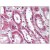 Kidney: Formalin-Fixed Paraffin-Embedded (FFPE)