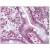 Small intestine: Formalin-Fixed Paraffin-Embedded (FFPE)