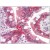 Small intestine: Fromalin-Fixed Paraffin-Embedded (FFPE)