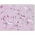 AP08595PU-N at 5µg/ml staining NF2/Merlin in Zebrafish brain cortex by Immunohistochemistry, Formalin-fixed, Paraffin-embedded tissue.