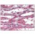 Antibody (AP08602PU-N) at 5 µg/ml, staining RDH11 in formalin fixed, paraffin embedded Human Kidney tissue by Immunohistochemistry.
