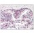Figure 1. Immunohistochemical analysis of Formalin-Fixed Paraffin-Embedded Human Prostate tissue using AP08779PU-N at 2.5 µg/ml.