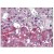 AP08798PU-N at 2.5 µg/ml, staining TrkA in Adrenal tissue by Immunohistochemistry (Formalin-Fixed Paraffin-Embedded).