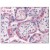 AP08805PU-N at 5 µg/ml, staining PDLIM1 in Placenta tissue by Immunohistochemistry (Formalin-Fixed Paraffin-Embedded).