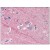 AP08819PU-N staining ICAM5 at 5µg/ml in paraffin-embedded Human Brain, cortex by Immunohistochemistry.