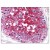 Testis: Formalin-Fixed Paraffin-Embedded (FFPE) using anti-CD147 antibody (Cat#AM08321PU-N).