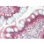 IHC Image: Small intestine