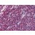 Thymus: Formalin-Fixed, Paraffin-Embedded (FFPE) using MIF Antibody