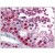 Testis: Formalin-Fixed, Paraffin-Embedded (FFPE)