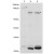 Western blot using affinity purified anti-FIP3 to detect FIP3 (arrowhead) in 3T3 cells (lane 1), HeLa cells (lane 2) and 293T cells (lane 3). The membrane was probed with the primary antibody at a 1:2,000 dilution.
Application Note:
Although the predicted MW of FIP3 is 82.4 kDa, a band corresponding to FIP3 was observed at 120 kDa in human cell lysates and at 150 kDa in mouse cell lysates. The identity of a 40 kDa band, observed in Western Blotting against both HeLa and 293T cell lysates, is unknown (personel communication, P. Randazzo, CCR-NCI, Bethesda).
