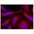 Immunofluorescence staining of methanol-fixed HeLa cells using PKD/PKCµ (pSer738) antibody