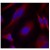 Figure 2. Immunofluorescence staining of methanol-fixed HeLa cells using PKD/PKCµ antibody AP02655PU (Red).