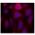 Figure 2. Immunofluorescence staining of methanol-fixed HeLa cells using eNOS antibody AP08055PU (Red).