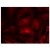 Immunofluorescence staining of methanol-fixed HeLa cells using RAC1 antibody (AP02713PU).
