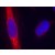 Immunofluorescence staining of methanol-fixed HeLa cells using NOS1 Antibody Cat.-No AP09502PU