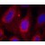 Immunofluorescence staining of methanol-fixed HeLa cells using TrkA Antibody