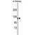 Western blot analysis of SDCCAG33 Antibody (Center) (AP18189PU-N) in mouse kidney tissue lysates (35ug/lane). SDCCAG33 (arrow) was detected using the purified Pab.