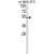 Western blot analysis of PISD Antibody (Center) (AP18153PU-N) in NIH-3T3 cell line lysates (35ug/lane). PISD (arrow) was detected using the purified Pab.