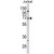 Western blot analysis of PCSK9 Antibody (N-term) (AP18147PU-N) in Jurkat cell line lysates (35ug/lane). PCSK9 (arrow) was detected using the purified Pab.