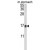Western blot analysis of LGALS2 Antibody (Center) (AP18097PU-N) in mouse stomach tissue lysates (35ug/lane). LGALS2 (arrow) was detected using the purified Pab.