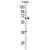 Western blot analysis of ITGBL1 Antibody (Center) (AP18080PU-N) in Hela cell line lysates (35ug/lane). ITGBL1 (arrow) was detected using the purified Pab.