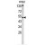 Western blot analysis of IFNAR1 Antibody (Center) (AP18064PU-N) in K562 cell line lysates (35ug/lane). IFNAR1 (arrow) was detected using the purified Pab.(8ug/ml)