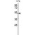 Western blot analysis of GTF2H4 Antibody (Center) (AP18042PU-N) in Y79 cell line lysates (35ug/lane). GTF2H4 (arrow) was detected using the purified Pab.
