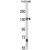 Western blot analysis of CACNA2D1 Antibody (N-term) (AP17917PU-N) in mouse brain tissue lysates (35ug/lane). CACNA2D1 (arrow) was detected using the purified Pab.