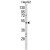 Western blot analysis of BDKRB1 Antibody (Center) (AP17901PU-N) in HepG2 cell line lysates (35ug/lane). BDKRB1 (arrow) was detected using the purified Pab.