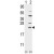 Western blot analysis of UBE2C (arrow) using rabbit polyclonal UBE2C Antibody (N-term G25) (AP17818PU-N). 293 cell lysates (2 ug/lane) either nontransfected (Lane 1) or transiently transfected with the UBE2C gene (Lane 2) (Origene Technologies).(8ug/ml)