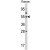 Western blot analysis of TUFM Antibody (N-term) (AP17813PU-N) in Ramos cell line lysates (35ug/lane). TUFM (arrow) was detected using the purified Pab.