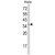 Western blot analysis of STRAP Antibody (C-term) (AP17770PU-N) in Hela cell line lysates (35ug/lane). STRAP (arrow) was detected using the purified Pab.